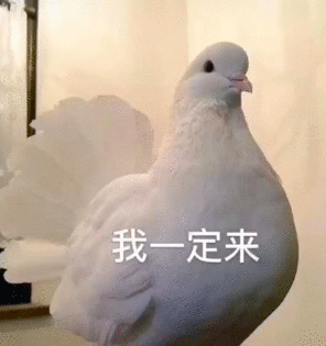 鸽了.gif